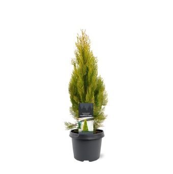 Spygliuotis, tujūnas rytinis "Pyramidalis Aurea", vazonėlio skersmuo 19 cm.