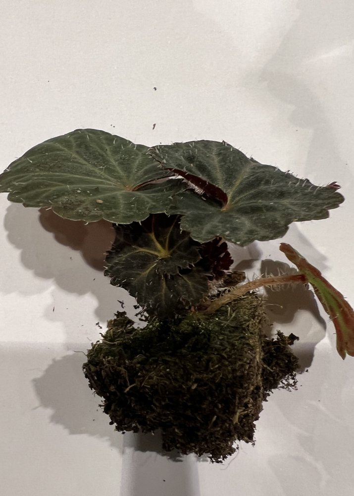 Vienmetės gėlės daigelis, begonija "Nonstop F1 Flame" FLORENSIS