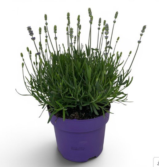 Daugiametė gėlė, levanda tikroji "Hidcote", vazonėlio skersmuo 19 cm.