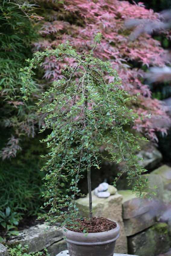 Dekoratyvinis krūmas, kaulenis "Eichholz", vazono skersmuo 10,5 cm.