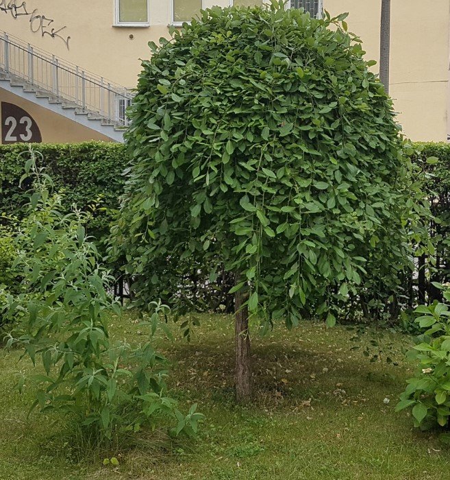 Dekoratyvinis medis, gluosnis "Kilmarnock", vazonas 4 l.