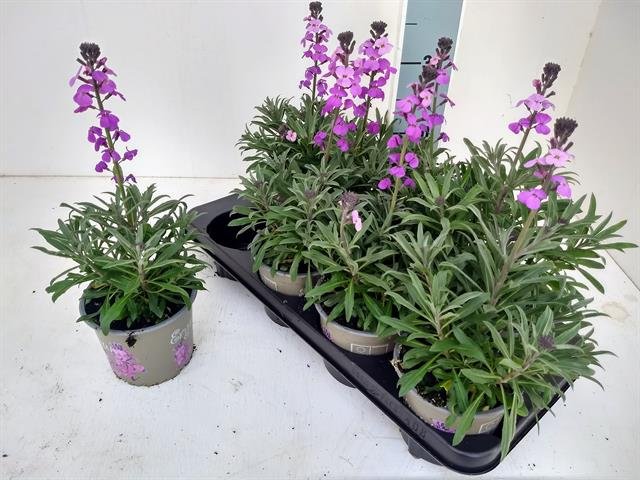 Daugiametė gėlė, tvertikas, vazonėlio skersmuo 13 cm.