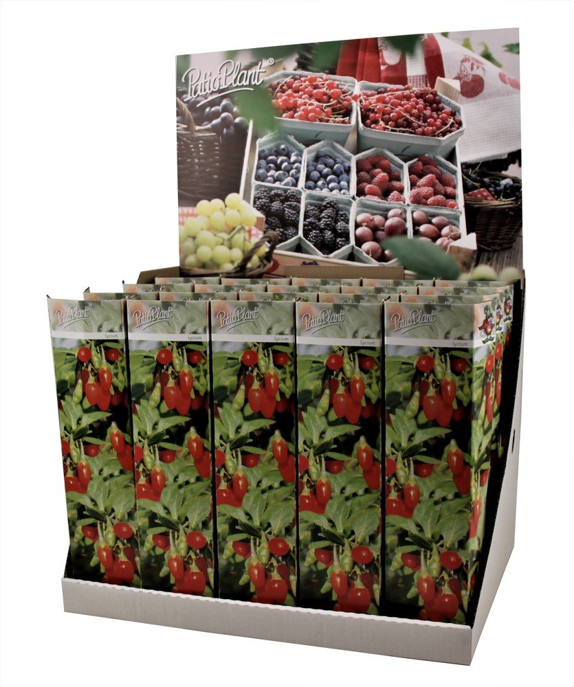 Vaiskrūmis, goji uogos, vazonėlio skersmuo 9 cm.