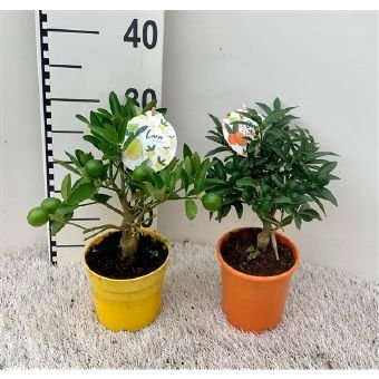 Kambarinis augalas, citrinmedis, vazonėlio skersmuo 12 cm.