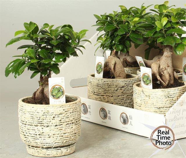 Kambarinis augalas, fikusas (bonsai), vazonėlio skersmuo 14 cm.