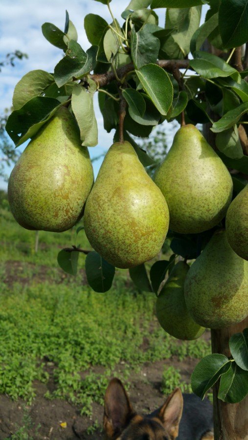 Vaismedis, kriaušė "Nojabrskaja"