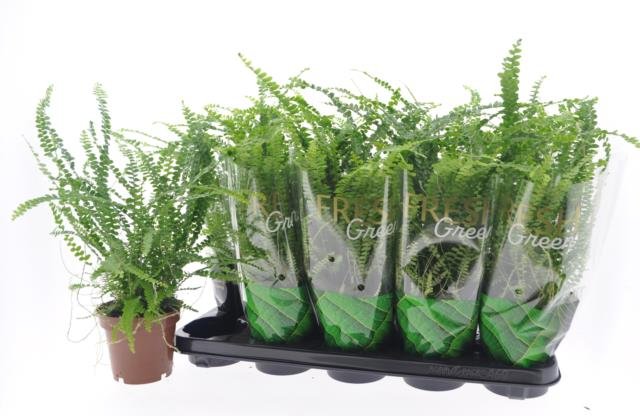 Kambarinis augalas, papartis "Duffii", vazonėlio skersmuo 12 cm.