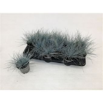 Žolinis augalas, eraičinas "Eisvogel", vazonėlio skersmuo 10 cm.