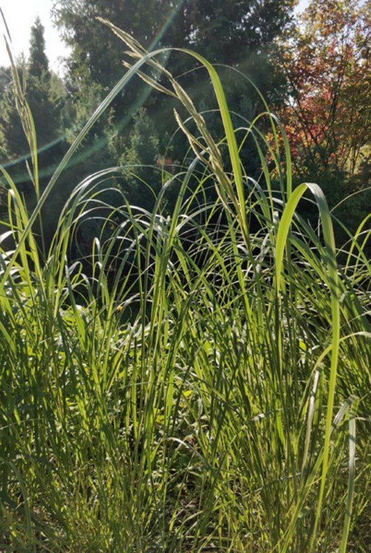 Žolinis augalas, spartina šukinė "Aureomarginata"