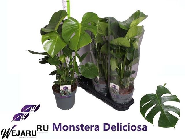Kambarinis augalas, monstera, vazonėlio skersmuo 19 cm.