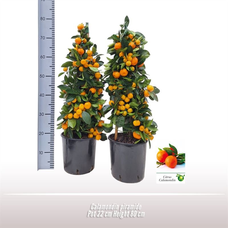 Kambarinis augalas, mandarinmedis, piramidės formos, vazonėlio skersmuo 22 cm.
