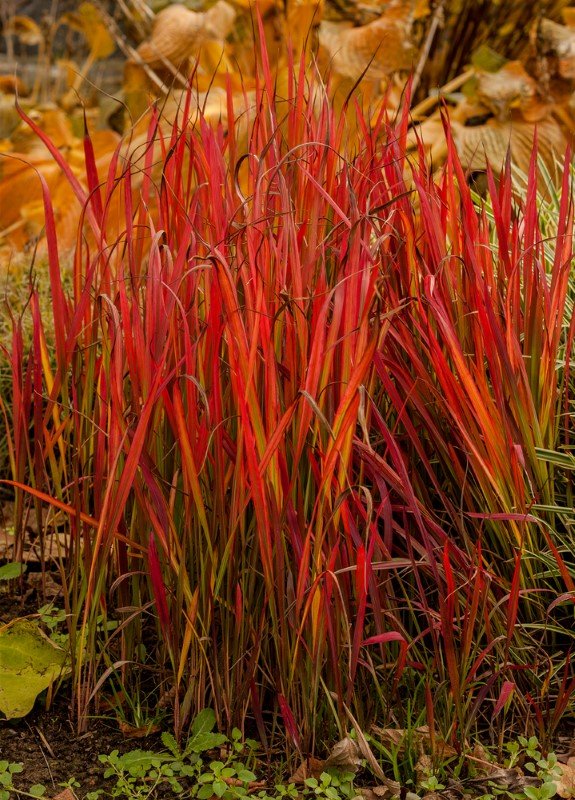 Žolinis augalas, imperata ritininė "Red Baron", vazonas 2 l.