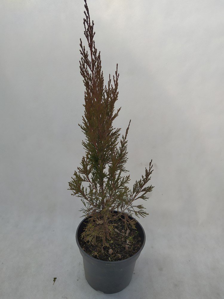 Spygliuotis, kadagys "Stricta", vazonas 3 l.