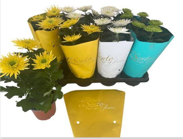 Vienmetė gėlė, chrizantema "Anastas Gem", vazonėlio skersmuo 12 cm.