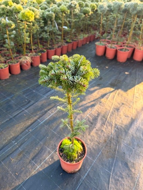 Spygliuotis, kėnis japoninis "Heddergott", ant stiebo, vazonėlio skersmuo 19 cm.