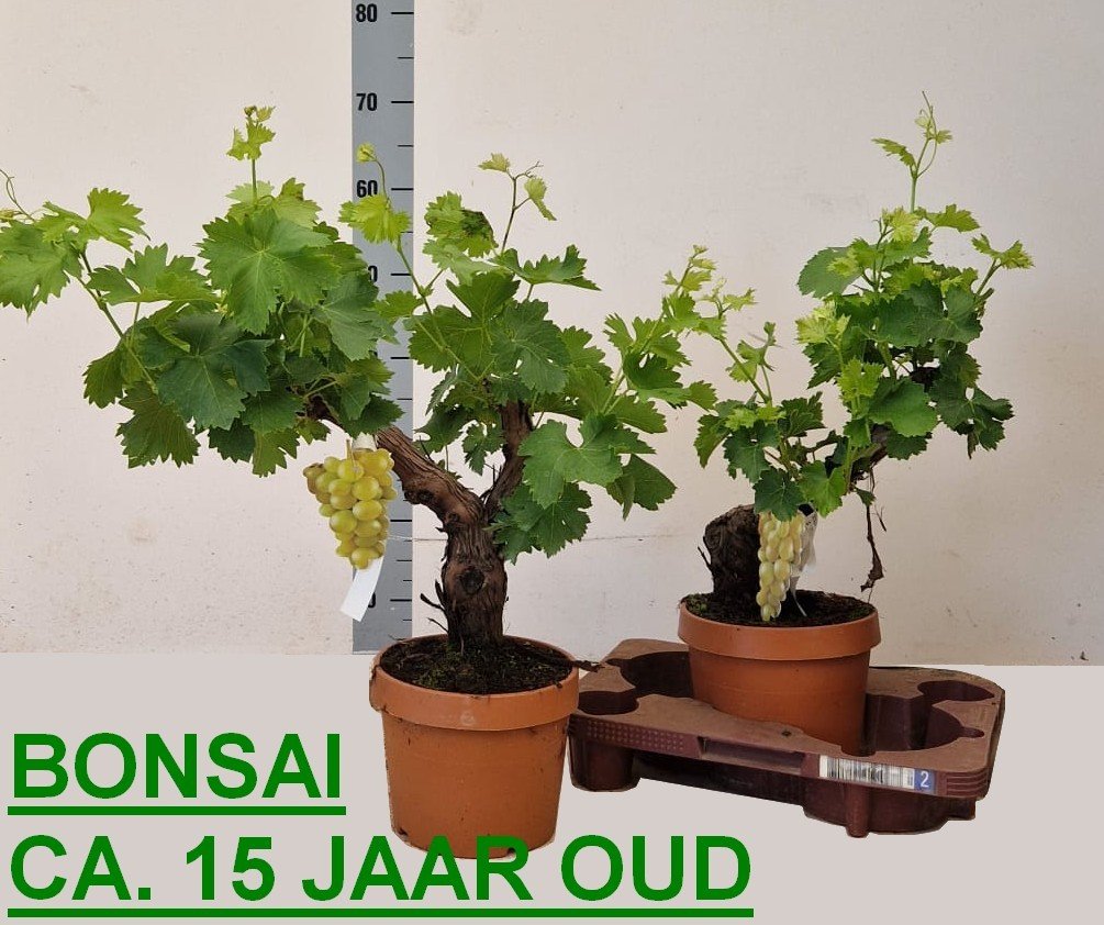 Vaiskrūmis, vynuogė, vazonėlio skersmuo 20 cm.