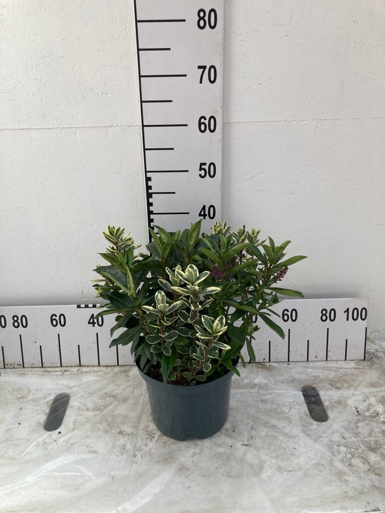 Dekoratyvinis krūmas, hebė, vazonėlio skersmuo 23 cm.