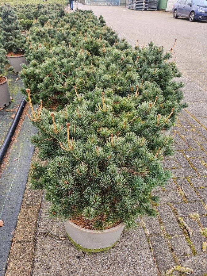 Spygliuotis, pušis smulkiažiedė "Bonnie Bergmann", aukštis 70-80 cm., vazonas 25 l.