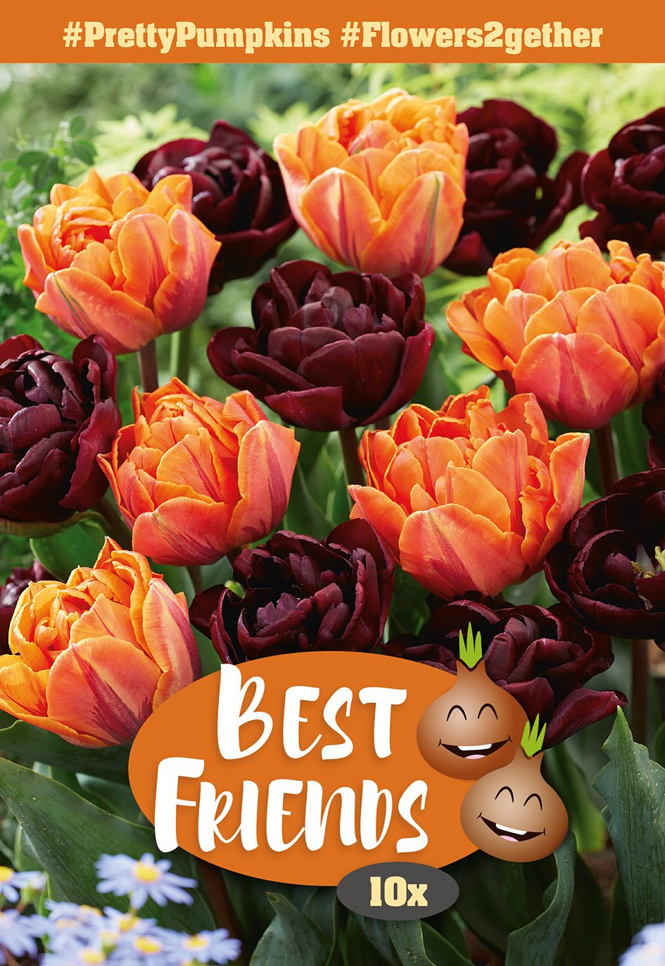 Gėlių svogūnėlių rinkinys Pretty Pumpkins, 7 vnt., Best Friends, 80635411, (R)