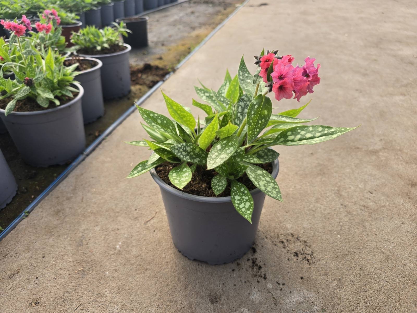 Daugiametė gėlė, plautė, vazonas 3 l.