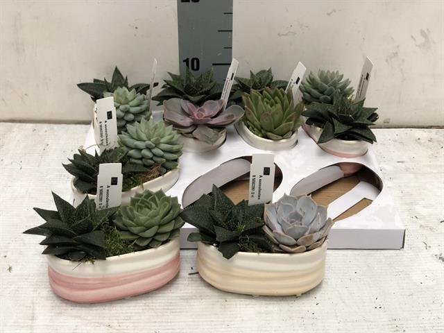 Kambarinis augalas, kalvorė (eševerija), keraminiame vazonėlyje, vazonėlio skersmuo 14 cm.