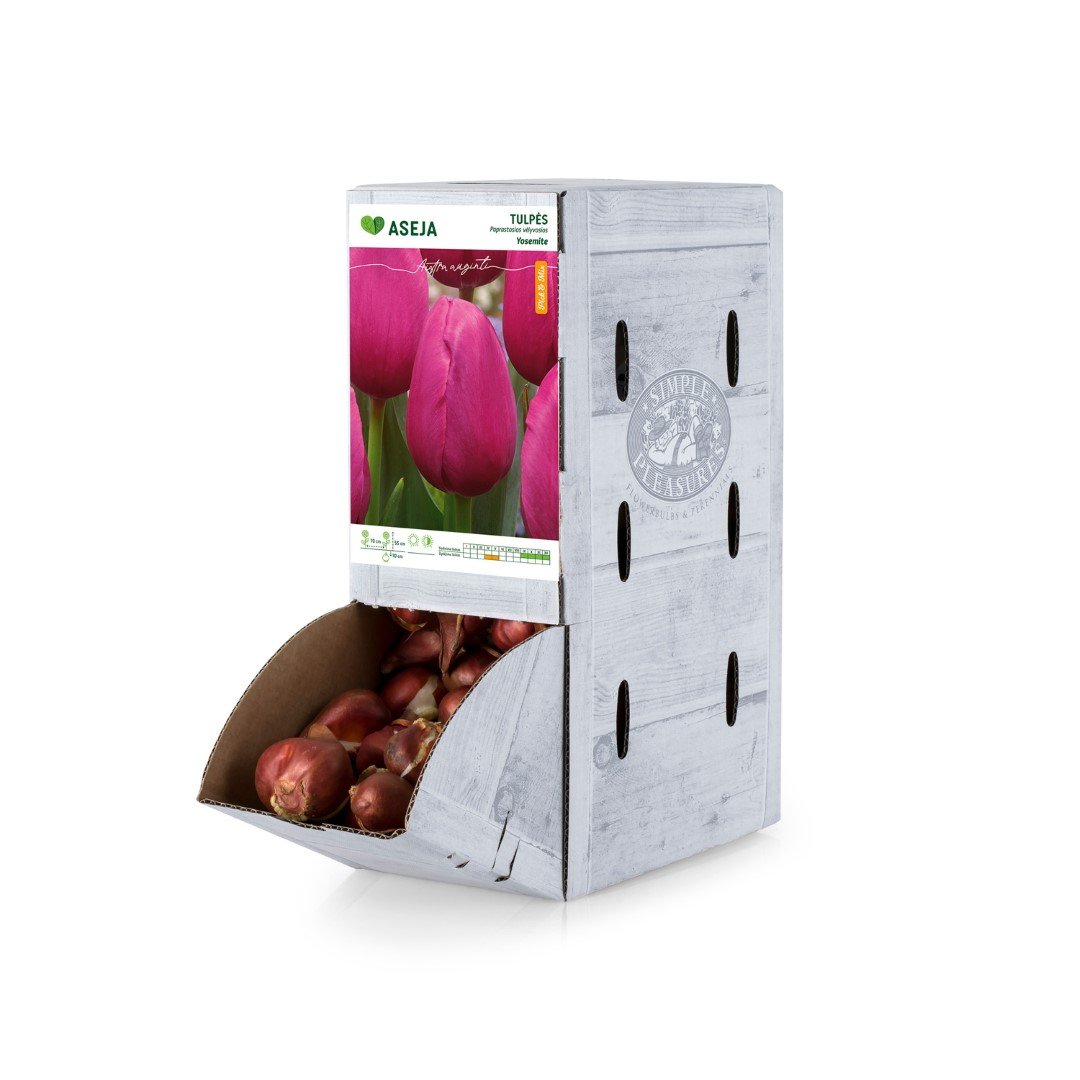 Darvino vėlyvosios tulpės Yosemite svogūnėlis ASEJA, 1 vnt., 11/12, Rackbox, 64040911, (R)