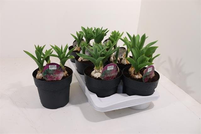 Daugiametė gėlė, česnakas dekoratyvusis, vazono skersmuo 17 cm.