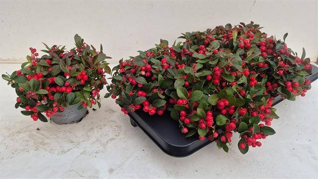 Šliaužiantis augalas, bruknuolė "Procumbens", vazonėlio skersmuo 13 cm.