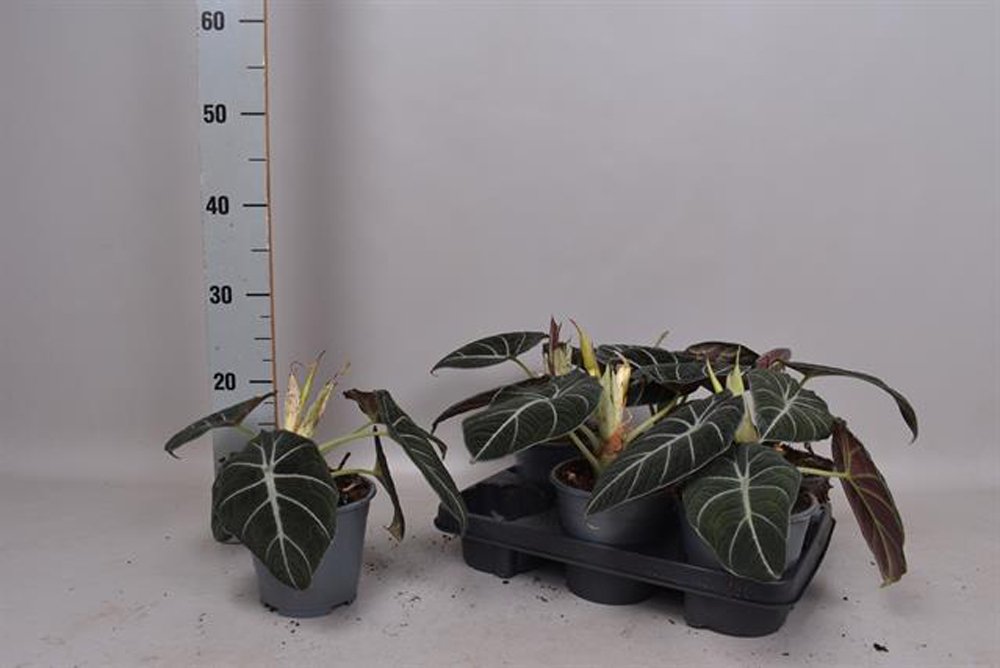 Kambarinis augalas, alokazija "Black Velvet", vazonėlio skersmuo 14 cm.