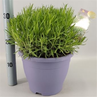 Daugiametė gėlė, levanda "Little Lady", vazono skersmuo 23 cm.