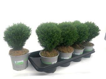 Lauko augalas, įvairūs Kadagiai, vazonėlio skersmuo 13 cm.