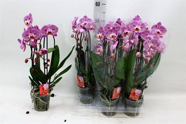 Kambarinis augalas, orchidėja, vazonėlio skersmuo 12 cm.