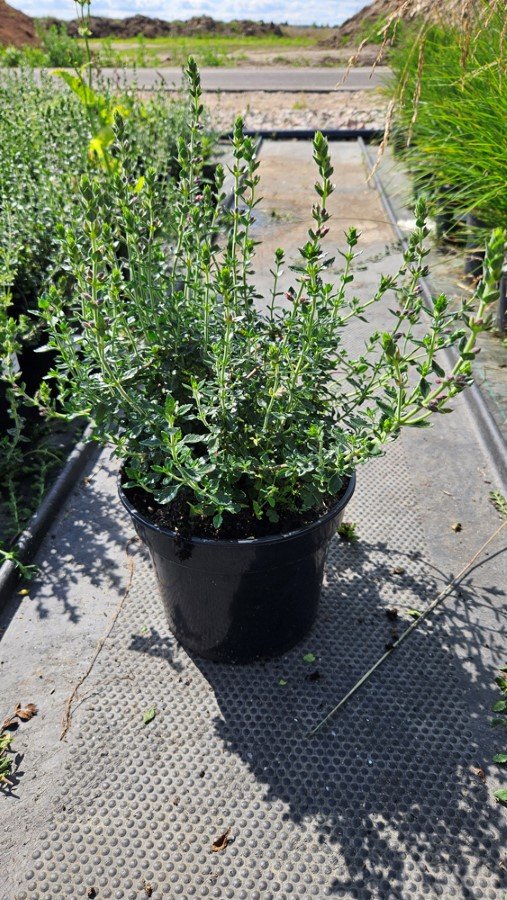 Daugiametė gėlė, berutis, vazonėlio skersmuo 17 cm.