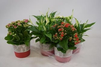 Kambarins augalas, įvairūs, keraminiame vazonėlyje, vazonėlio skersmuo 12 cm.