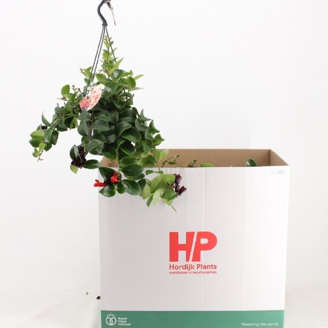 Kambarinis augalas, eschinantas "Caroline", vazonėlio skersmuo 15 cm.