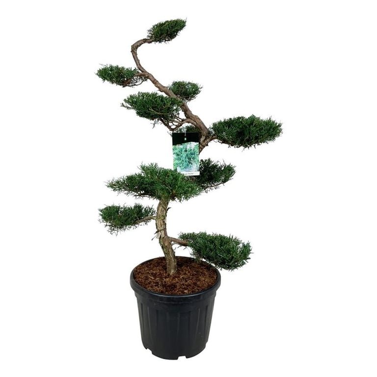 Spygliuotis, kadagys virgininis "Grey Owl" (bonsai), aukštis 125 cm., vazonas 45 l.