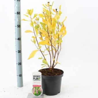 Dekoratyvinis krūmas, alksnotis tikrasis "Ruby Spice", vazonėlio skersmuo 19 cm.