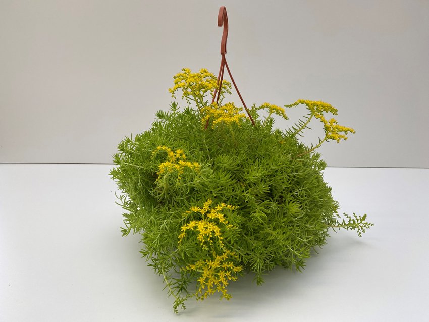 Vienmetė gėlė, šilokas, vazonėlio skersmuo 25 cm.