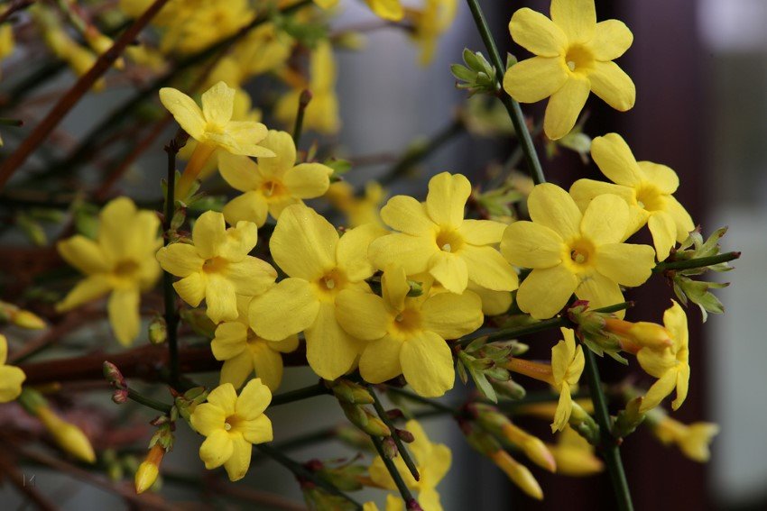 Dekoratyvinis krūmas, jazminas, vazonas 2 l.