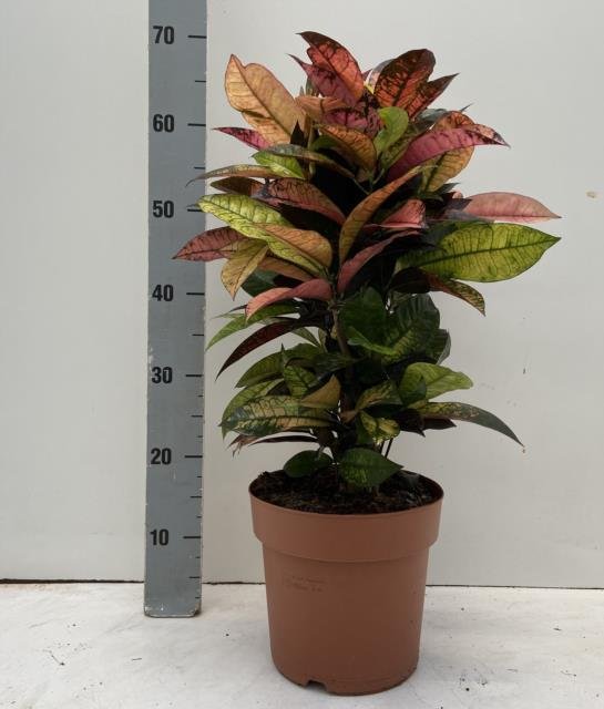 Kambarinis augalas, krotonas margaspalsvis "Mr. Iceton", vazonėlio skersmuo 21 cm.