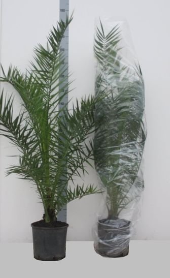 Kambarinis augalas, kanarinis finikas, vazonėlio skersmuo 27 cm.