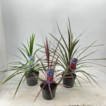 Žolinis augalas, kordilina, įvairios, vazonėlio skersmuo 19 cm.
