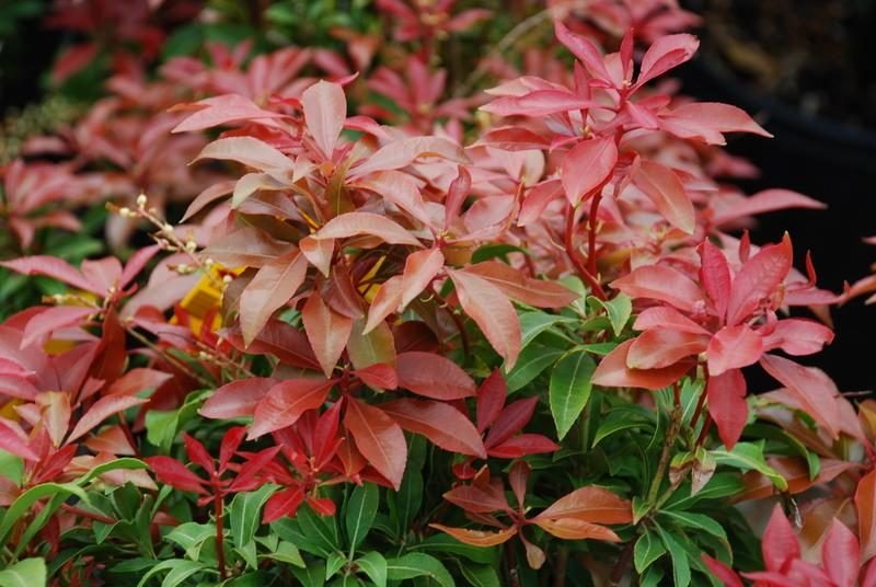 Dekoratyvinis krūmas, pieris "Mountain Fire", vazonas 2 l.