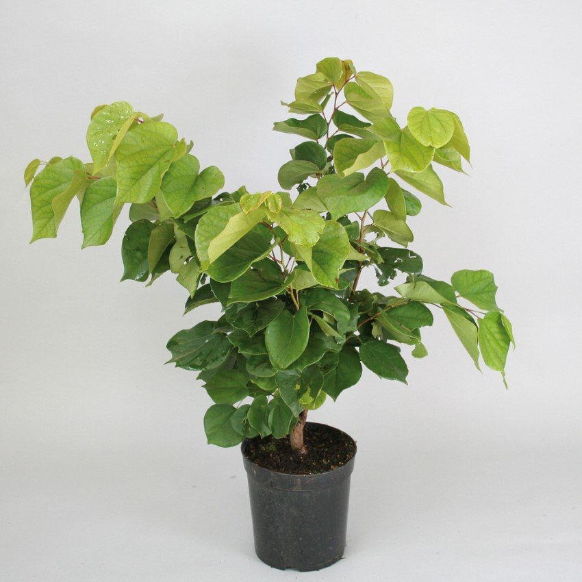 Dekoratyvinis medis, cercis kininis Avondale, vazonas 5 l