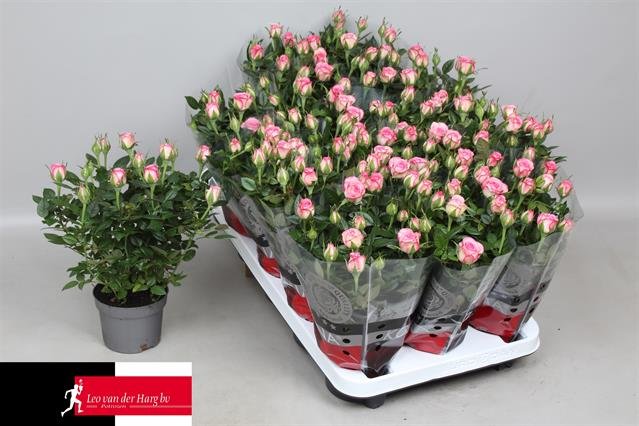 Kambarinis augalas, roželė "Carousel Kord", vazonėlio skersmuo 11 cm.