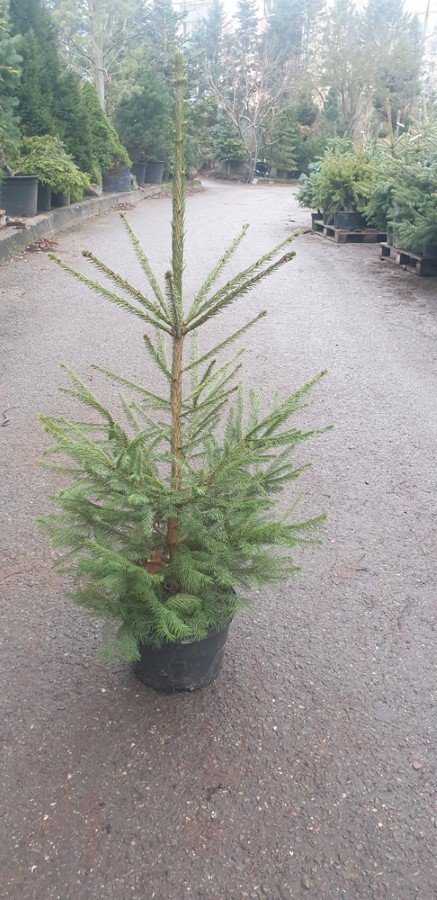 Paprastoji eglė (Picea abies), auginta vazone, aukštis 70-100 cm.