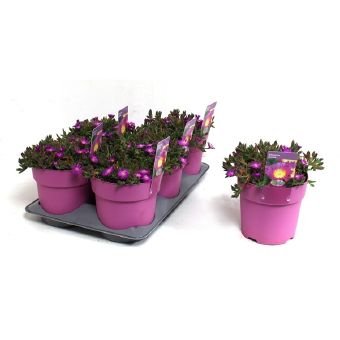 Alpinariumo augalas, mudrė "Hot Pink", vazono skersmuo 15 cm.