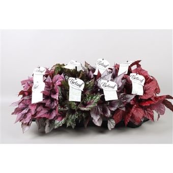 Kambarinis augalas, begonija "Beleaf", vazonėlio skersmuo 12 cm.