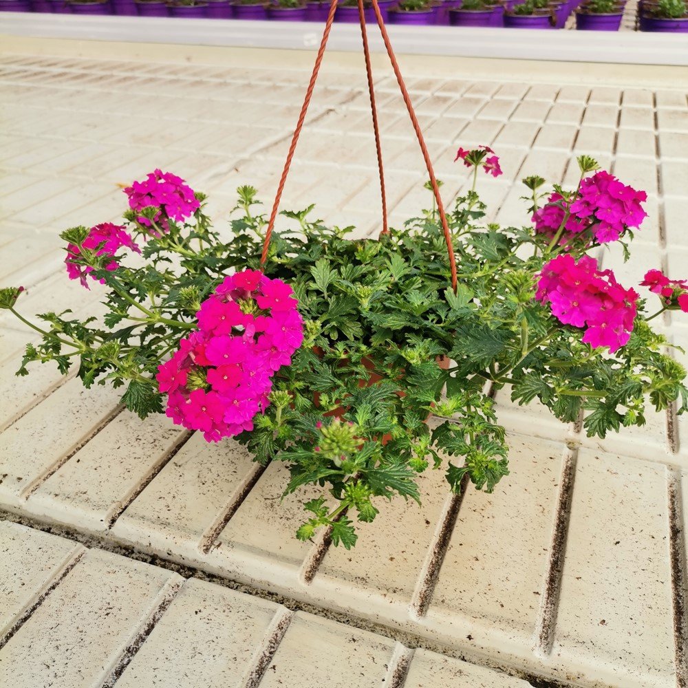 Vienmetė gėlė, Verbena, pakabinamame vazonėlyje, vazonėlio skersmuo 15 cm.