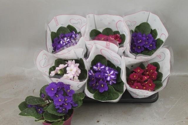 Kambarinis augalas, sanpaulija, vazonėlio skersmuo 12 cm.